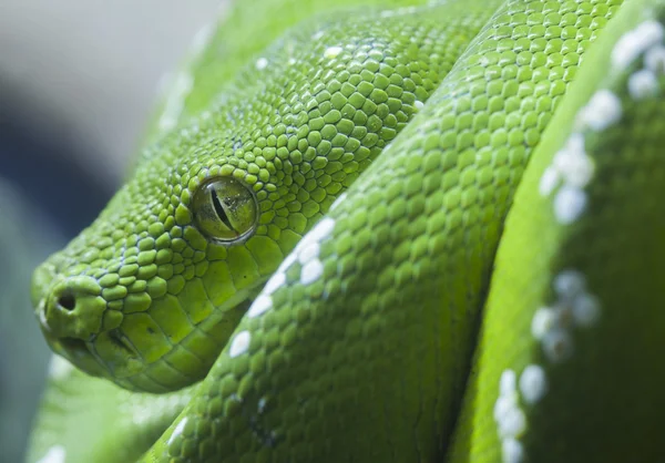 Groene python slang