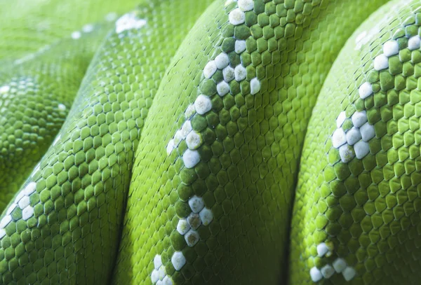 緑の python の蛇の皮 — ストック写真
