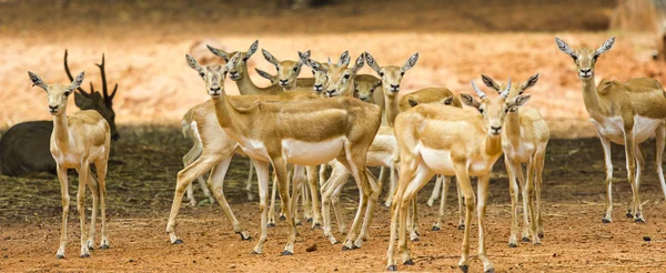 Gruppe von Hirschen — Stockfoto