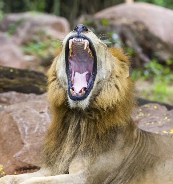 Lion — Stock Photo, Image