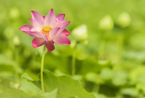 Gröna lotus selektiv focust — Stockfoto