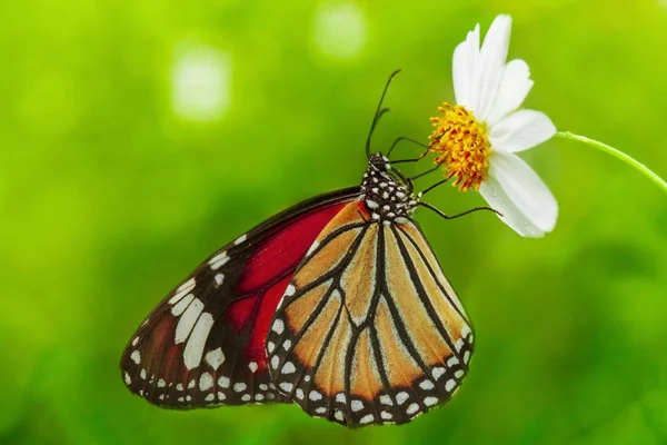 Gelber Schmetterling — Stockfoto