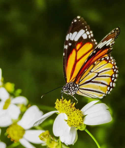 Gelber Schmetterling — Stockfoto