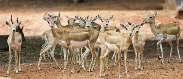 Group of deer — Stock Photo, Image
