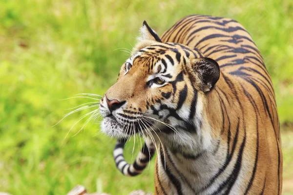 Tijger — Stockfoto