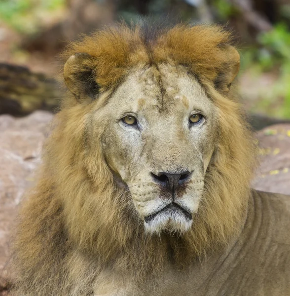 Lion sitta med rosa natur — Stockfoto