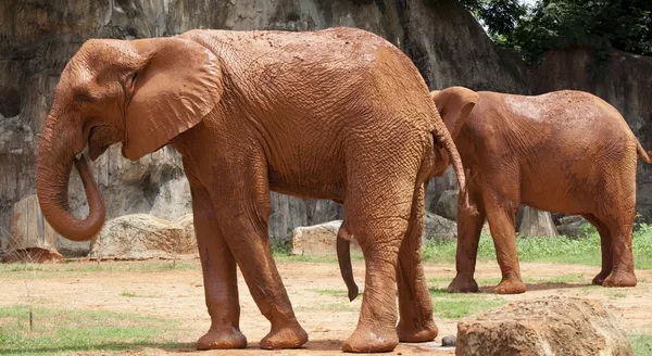 Afrika elefant — Stockfoto