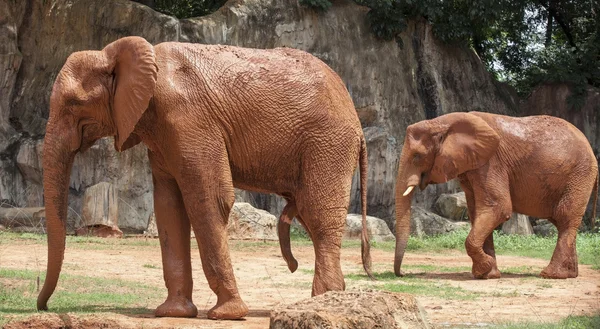 Elefante africano — Foto de Stock