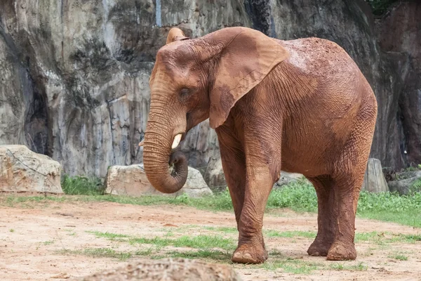 アフリカ象の赤ちゃん — Stockfoto