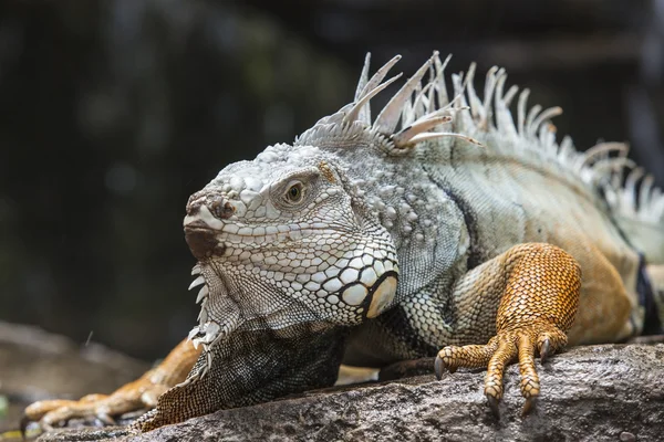 Leguan — Stockfoto