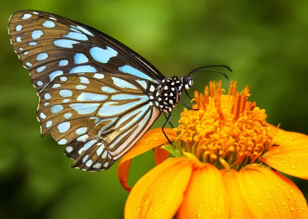 Blauer Schmetterling — Stockfoto