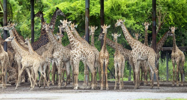 Группа жирафов — стоковое фото