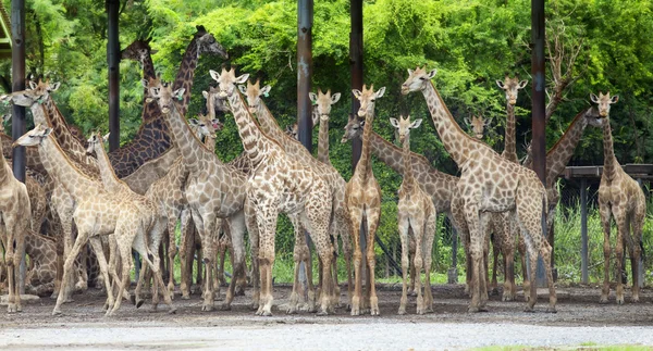 Grupo de jirafas — Foto de Stock