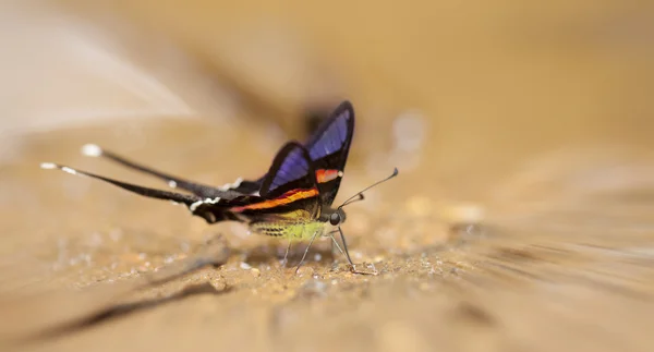 Πεταλούδα στο η flor — Φωτογραφία Αρχείου