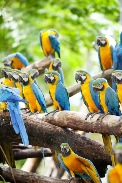 Macaw — Stock Photo, Image