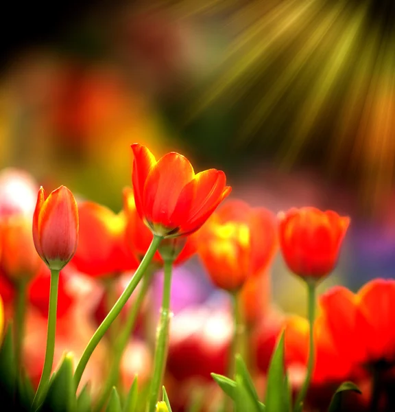 Bunte Tulpen mit Morgenlicht. — Stockfoto