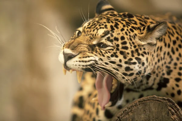 Retrato de Leopardo (Tigre ) — Fotografia de Stock