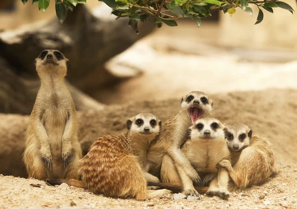 Grupo de retrato de meerkat — Fotografia de Stock