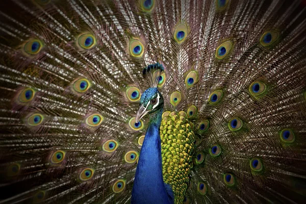 Pavão bonito — Fotografia de Stock