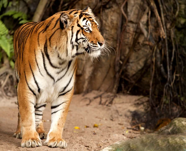 Königstiger — Stockfoto