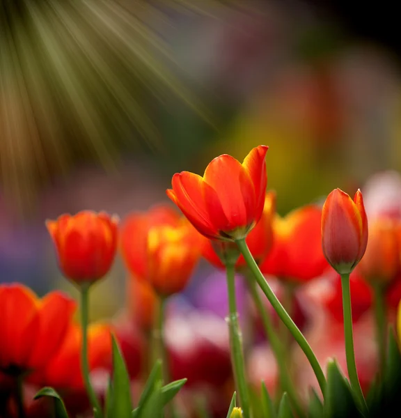 Цветные тюльпаны с утренним светом . — стоковое фото