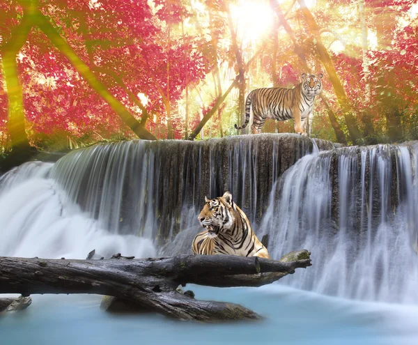 Tigre dans la jungle Image En Vente