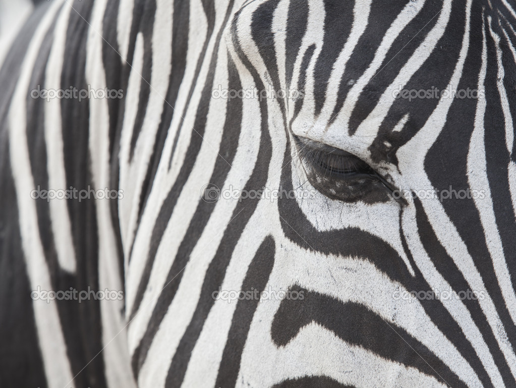 Zeebra Stock Photo By C Anekoho