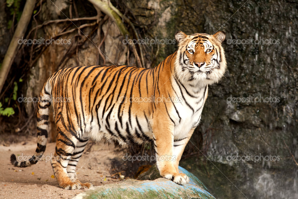 Royal Bengal tiger Stock Photo by ©anekoho 16807925 Royal Bengal tiger Stock Photo by ©anekoho 16807925