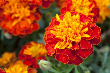 bahçede sarı kadife çiçeği