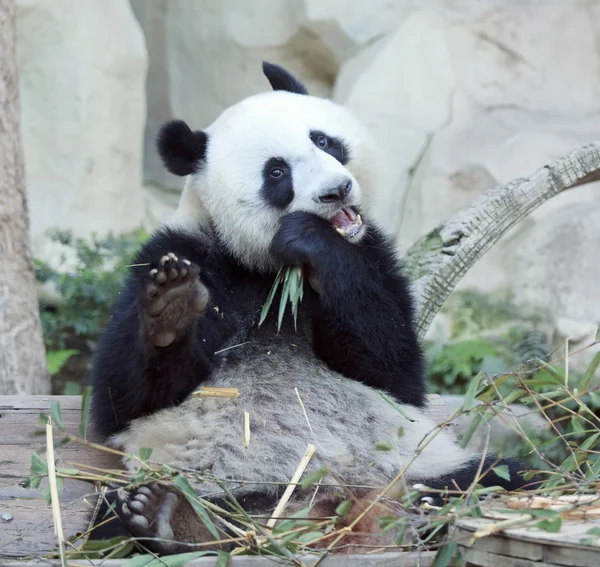 Panda gigante affamato — Foto Stock