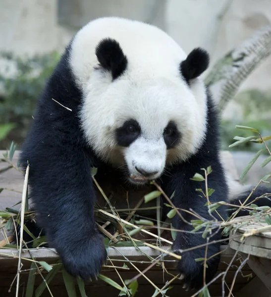 Głodny olbrzymi niedźwiedź panda — Zdjęcie stockowe