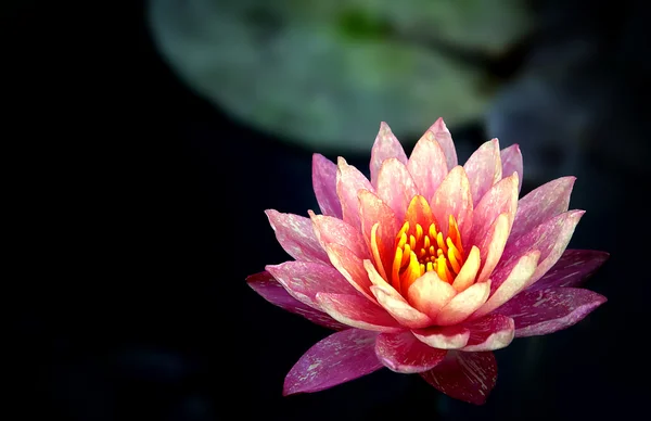 泰国紫莲花 — 图库照片