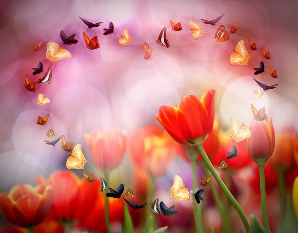 Bunte Tulpen — Stockfoto