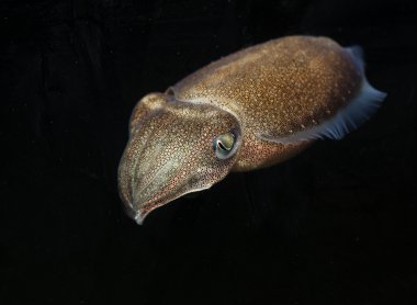 cuttlefish clipart