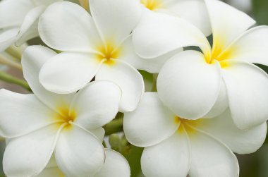 Beyaz ve sarı frangipani çiçekler