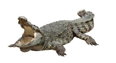 Asya timsah uyumak ve dinlenmek eylem