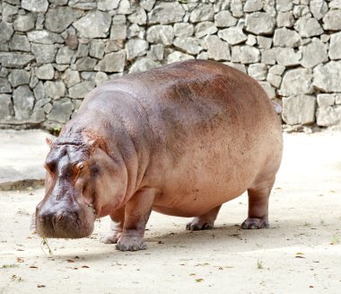 The hippopotamus clipart