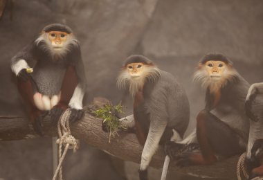 beş renk aslan macaquein kuyruklu