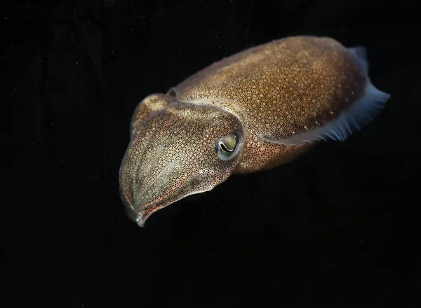 Cuttlefish — Stock Photo, Image