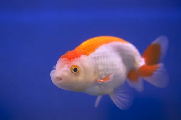 Peixe dourado — Fotografia de Stock