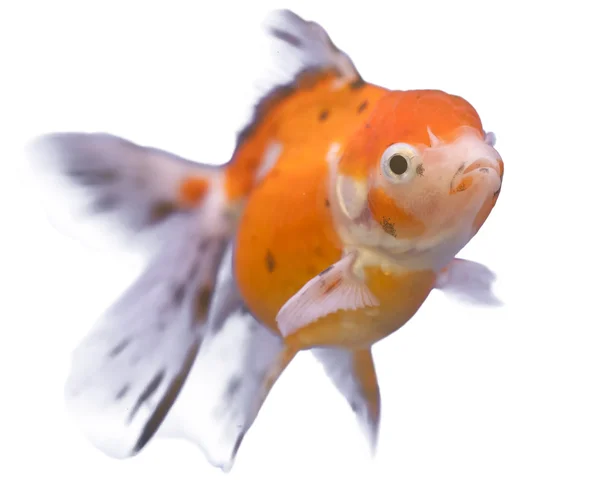 Gyllene fisk — Stockfoto