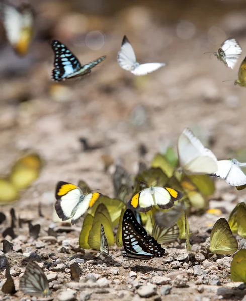 Muitas borboletas no fluxo na natureza — Fotografia de Stock