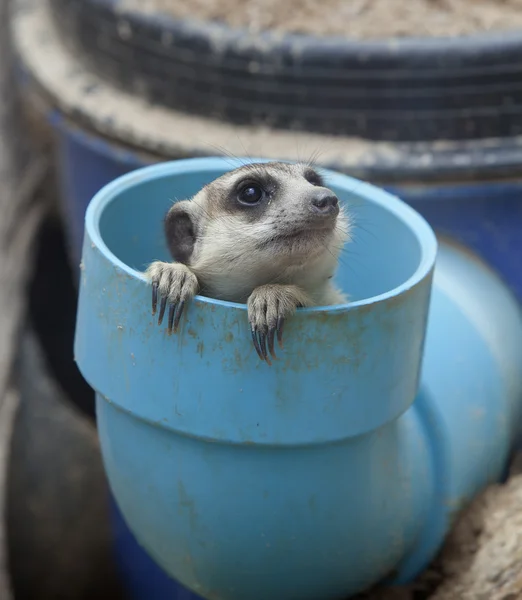 Portret grupy meerkat — Zdjęcie stockowe