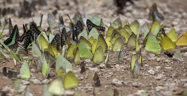 Muitas borboletas no fluxo na natureza — Fotografia de Stock