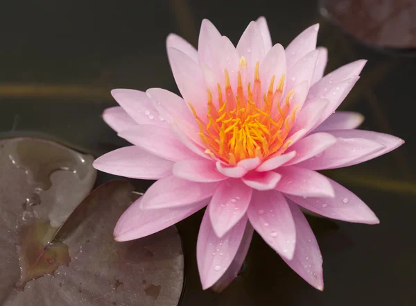 Lotus rose sur la rivière — Photo