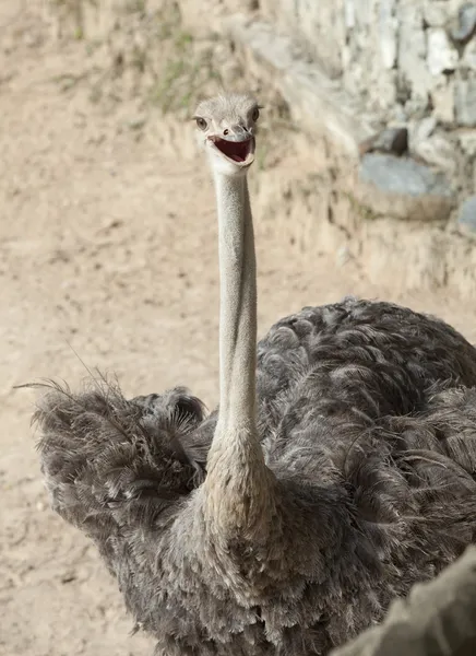 Ostrich, Masai Mara, KENYA — Stock Photo, Image