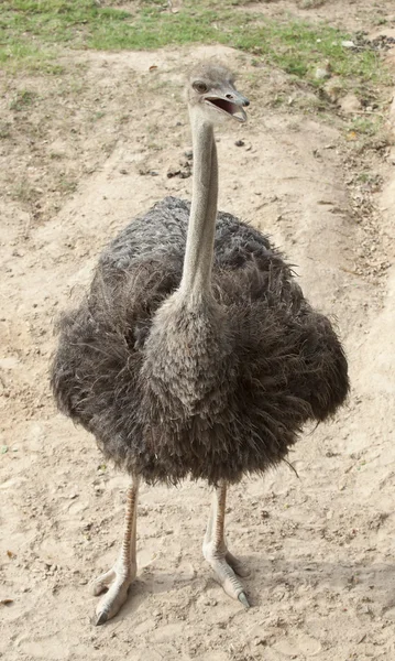 肯尼亚Masai Mara Ostrich — 图库照片