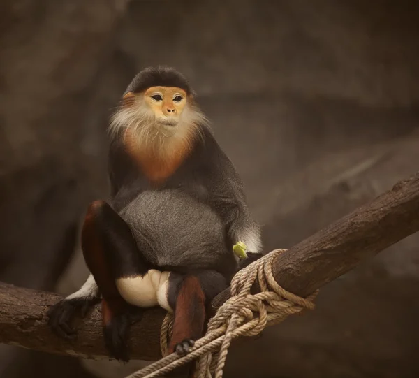 5 사자 꼬리 Macaquein 색상 — 스톡 사진