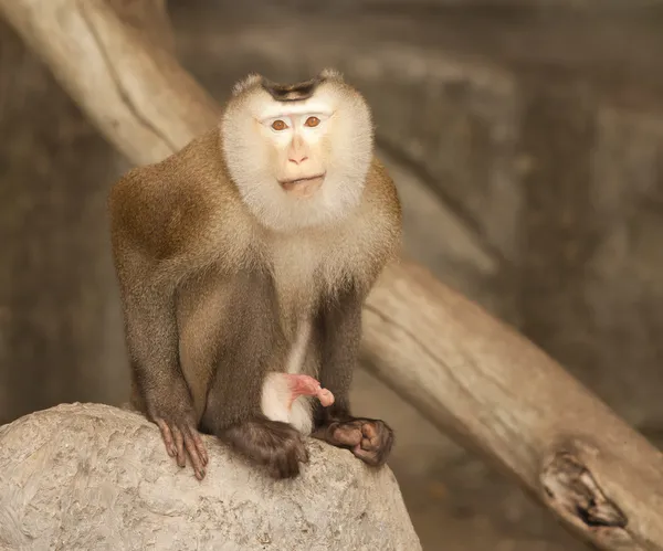 Portrait of yellow monkey — Stock Photo, Image