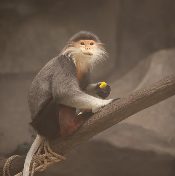 Pięć kolor lion tailed macaquein — Zdjęcie stockowe